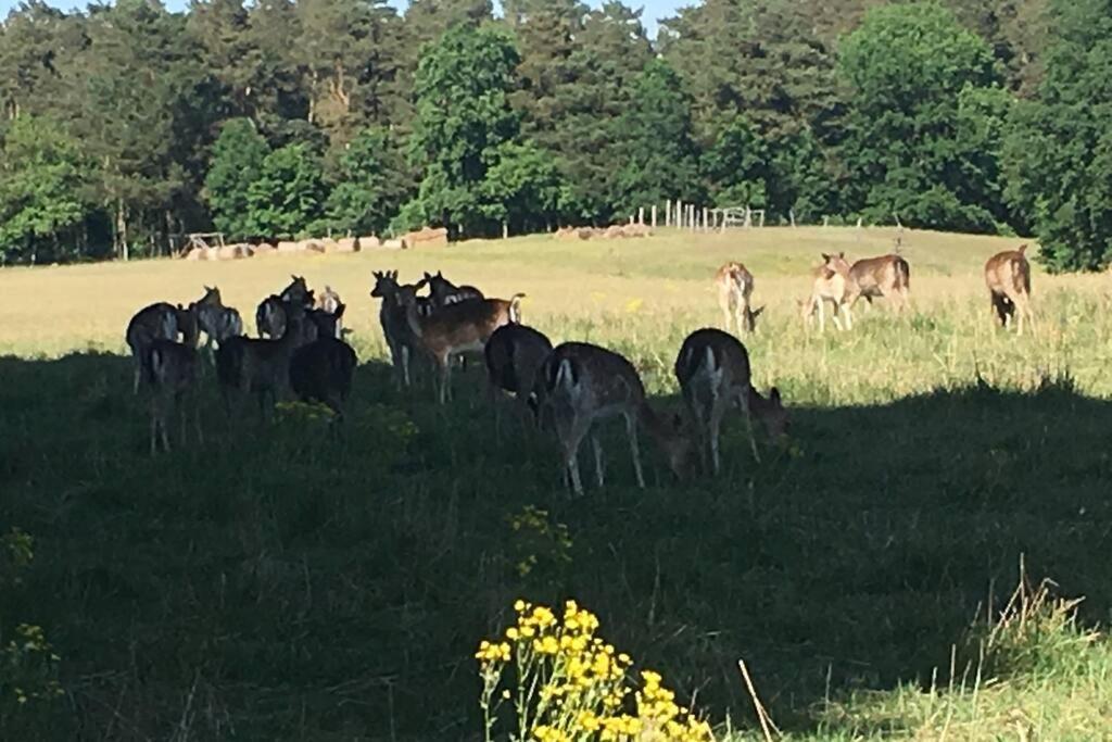 Im Naturschutzgebiet, Mit Schoenem Blick *