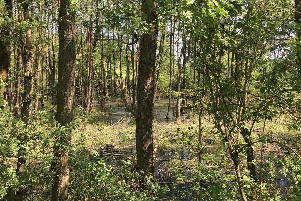 Im Naturschutzgebiet, Mit Schoenem Blick * Templin